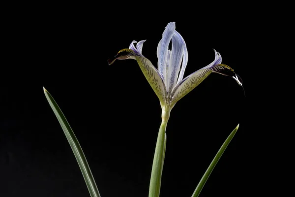 Iris is a genus of 300 species of flowering plants with showy flowers. It takes its name from the Greek word for a rainbow, which is also the name for the Greek goddess of the rainbow, Iris