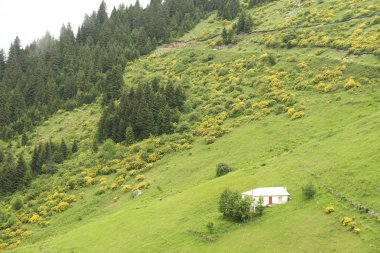 Trabzon ili Maçka Ili'nin Iskopil yaylası Türkiye.Sis sisli bir günde tepeleri kaplıyor.
