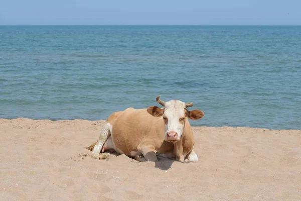 Sandstranden — Stockfoto