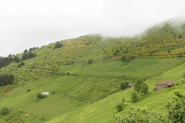 Trabzon Ili Maçka Ili Nin Iskopil Yaylası Türkiye Sis Sisli — Stok fotoğraf