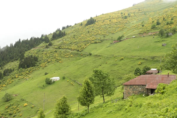 Het Iskopil Plateau Van Macka Provincie Trabzon Turkije Mist Bedekt — Stockfoto