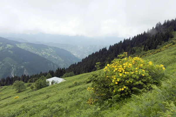 Altopiano Iskopil Della Provincia Macka Della Città Trabzon Turchia Nebbia — Foto Stock