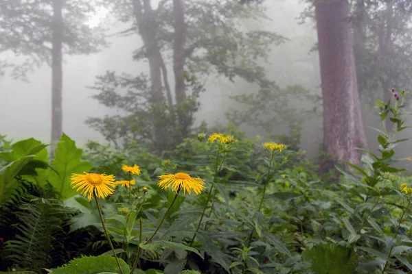 Fogy Naturaleza Con Flores Silvestres —  Fotos de Stock