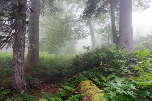 Fogy Naturaleza Con Flores Silvestres —  Fotos de Stock