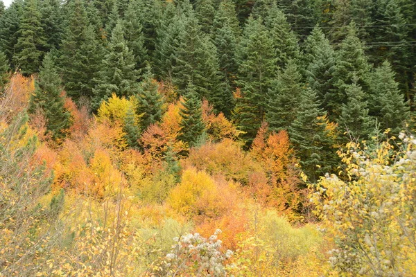 Autmn Národním Parku Kure Mountains Kastamonu Provincii Turecko — Stock fotografie