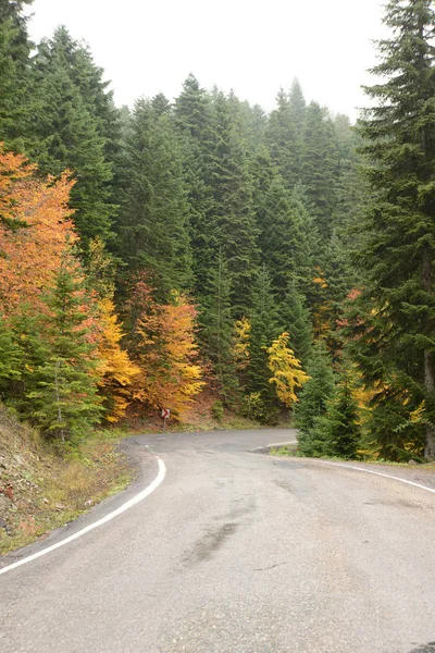 Otoño Parque Nacional Las Montañas Kure Provincia Kastamonu Turquía —  Fotos de Stock