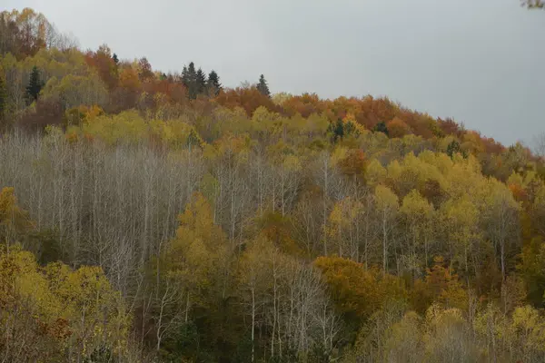 Otoño Parque Nacional Las Montañas Kure Provincia Kastamonu Turquía —  Fotos de Stock