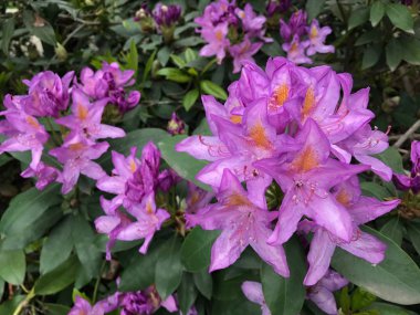 Rhododendrons genellikle ilkbaharda doğan muhteşem çiçekler için yetiştirilir.