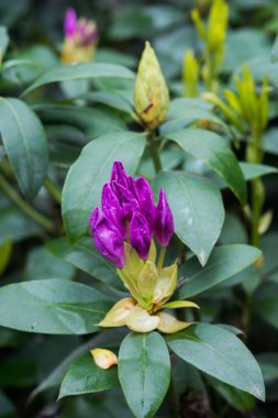 Rhododendrons genellikle ilkbaharda doğan muhteşem çiçekler için yetiştirilir.