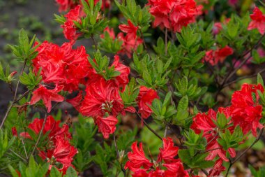 Rhododendrons genellikle ilkbaharda doğan muhteşem çiçekler için yetiştirilir.