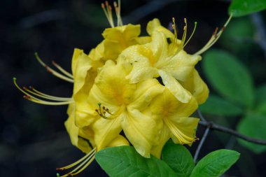 Rhododendrons genellikle ilkbaharda doğan muhteşem çiçekler için yetiştirilir.