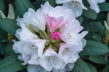 Rhododendrons genellikle ilkbaharda doğan muhteşem çiçekler için yetiştirilir.