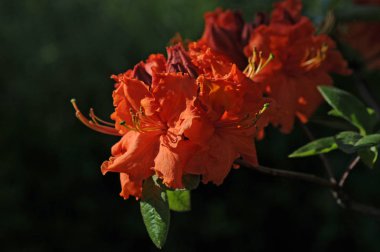 Rhododendrons genellikle ilkbaharda doğan muhteşem çiçekler için yetiştirilir.