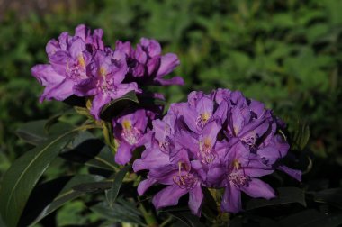 Rhododendrons genellikle ilkbaharda doğan muhteşem çiçekler için yetiştirilir.