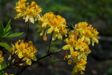 Rhododendrons genellikle ilkbaharda doğan muhteşem çiçekler için yetiştirilir.