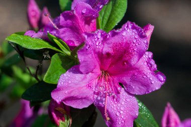Rhododendrons genellikle ilkbaharda doğan muhteşem çiçekler için yetiştirilir.