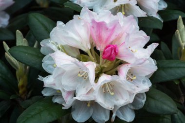Rhododendrons genellikle ilkbaharda doğan muhteşem çiçekler için yetiştirilir.