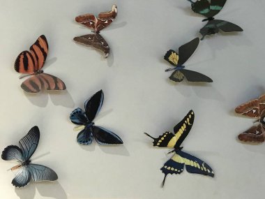 13 Şubat 2019 Konya Türkiye.Konya Tropik Kelebek Bahçesi Avrupa'nın en büyük kelebek uçuş alanına ve Türkiye'de ilke sahip bahçedir.. 