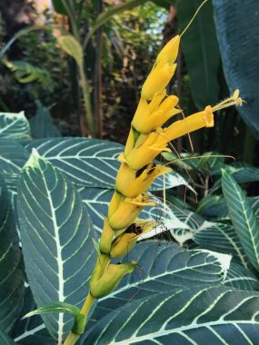 13 Şubat 2019 Konya Türkiye.Konya Tropik Kelebek Bahçesi Avrupa'nın en büyük kelebek uçuş alanına ve Türkiye'de ilke sahip bahçedir.. 