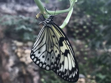 13 Şubat 2019 Konya Türkiye.Konya Tropik Kelebek Bahçesi Avrupa'nın en büyük kelebek uçuş alanına ve Türkiye'de ilke sahip bahçedir.. 