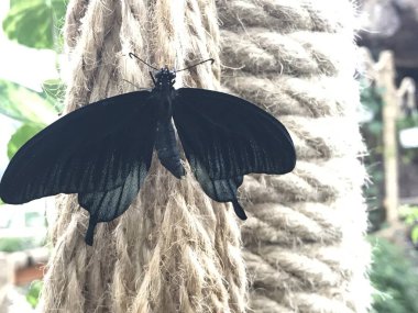 13 Şubat 2019 Konya Türkiye.Konya Tropik Kelebek Bahçesi Avrupa'nın en büyük kelebek uçuş alanına ve Türkiye'de ilke sahip bahçedir.. 