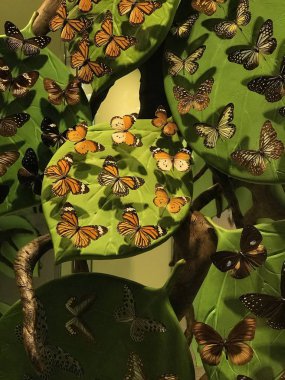 13 Şubat 2019 Konya Türkiye.Konya Tropik Kelebek Bahçesi Avrupa'nın en büyük kelebek uçuş alanına ve Türkiye'de ilke sahip bahçedir.. 