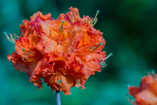 Rhododendrons are grown for their spectacular flowers, usually borne in spring.