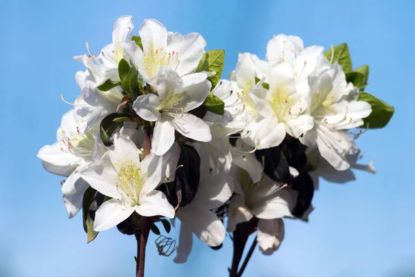 Rhododendrons are grown for their spectacular flowers, usually borne in spring.