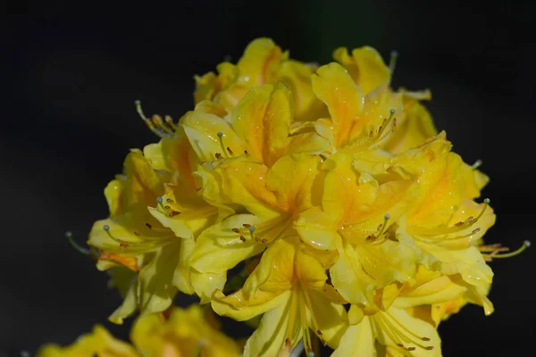 Rhododendrons are grown for their spectacular flowers, usually borne in spring.