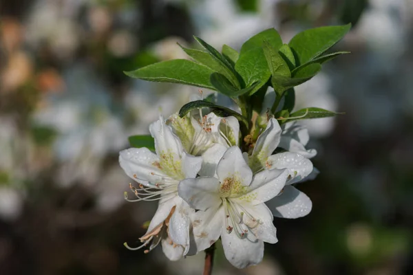 Rhododendrons are grown for their spectacular flowers, usually borne in spring.