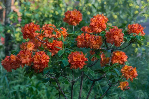 Rhododendrons are grown for their spectacular flowers, usually borne in spring.