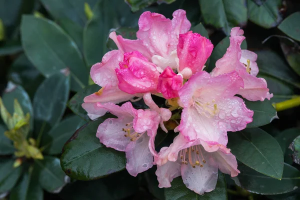 Rhododendrons are grown for their spectacular flowers, usually borne in spring.