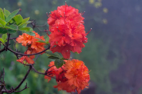 Rhododendrons are grown for their spectacular flowers, usually borne in spring.