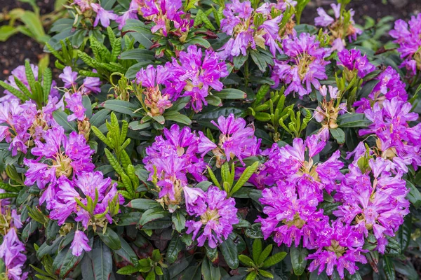 Rododendronok Termesztik Látványos Virágok Általában Viseli Tavasszal — Stock Fotó