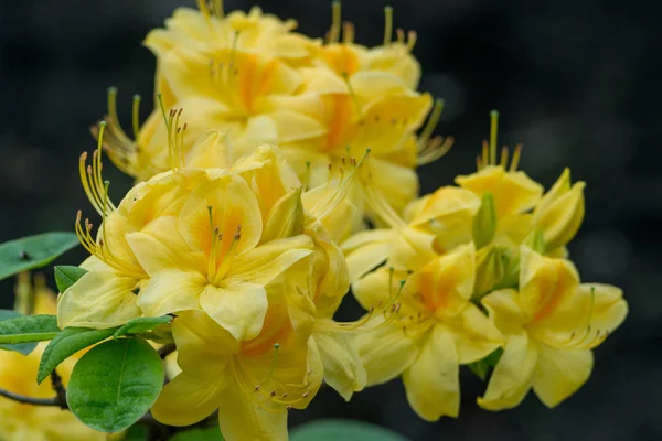 Los Rododendros Cultivan Por Sus Espectaculares Flores Generalmente Nacidas Primavera —  Fotos de Stock