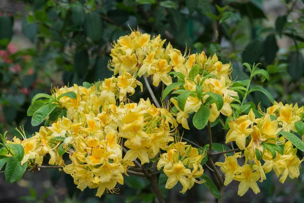 Rhododendrons are grown for their spectacular flowers, usually borne in spring.