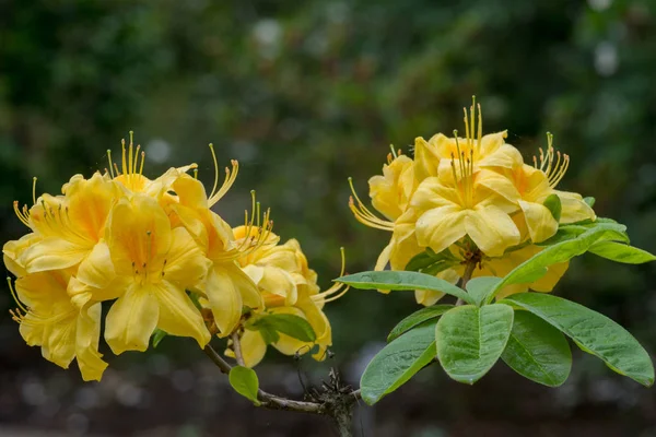 Rhododendrons Grown Spectacular Flowers Usually Borne Spring — Stock Photo, Image