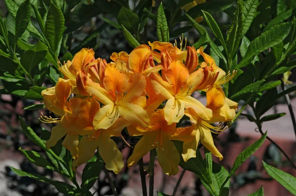 Rhododendrons are grown for their spectacular flowers, usually borne in spring.