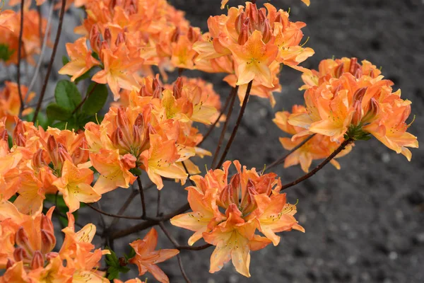 Rododendrony Uprawiane Ich Spektakularne Kwiaty Zwykle Ponoszone Wiosną — Zdjęcie stockowe