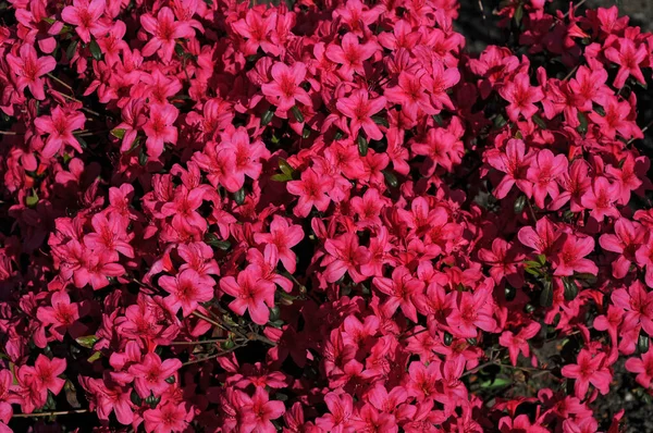Rododendrony Uprawiane Ich Spektakularne Kwiaty Zwykle Ponoszone Wiosną — Zdjęcie stockowe