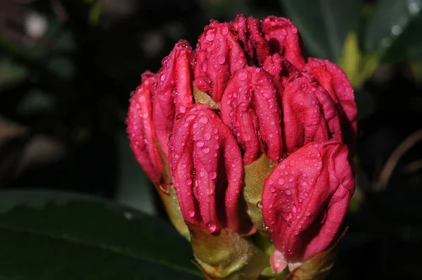 Rhododendrons are grown for their spectacular flowers, usually borne in spring.