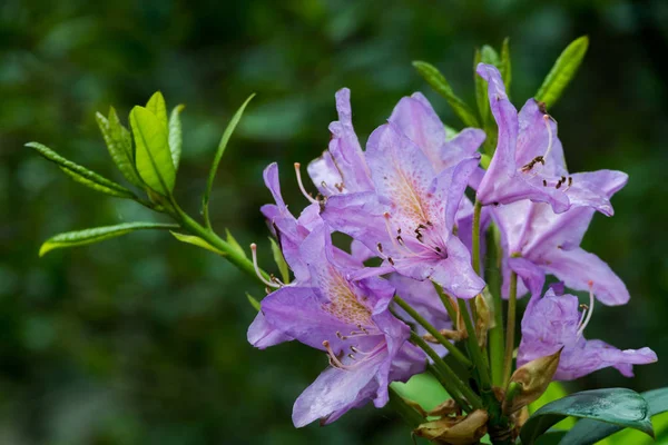 Rododendrony Uprawiane Ich Spektakularne Kwiaty Zwykle Ponoszone Wiosną — Zdjęcie stockowe