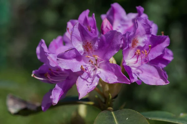 Rhododendrons are grown for their spectacular flowers, usually borne in spring.