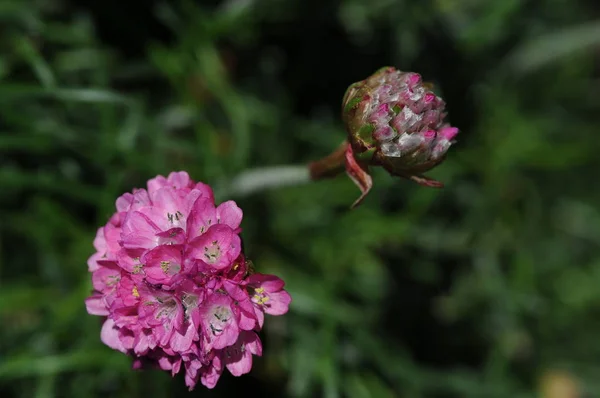 Rhododendrons are grown for their spectacular flowers, usually borne in spring.