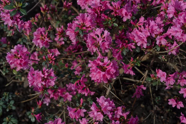 Rhododendrons are grown for their spectacular flowers, usually borne in spring.