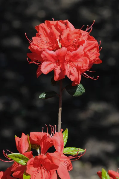 Рододендроны Выращивают Своих Зрелищных Цветов Правило Весной — стоковое фото