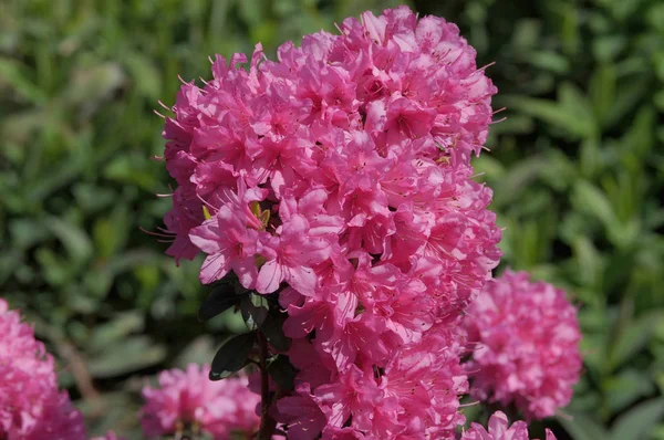 Rhododendrons are grown for their spectacular flowers, usually borne in spring.