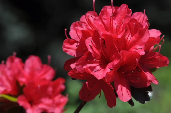 Rhododendrons are grown for their spectacular flowers, usually borne in spring.