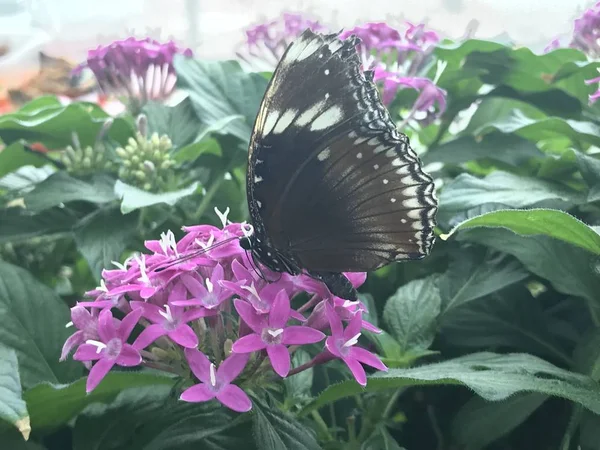 Febrero 2019 Konya Turkey Konya Tropical Butterfly Garden Jardín Que — Foto de Stock