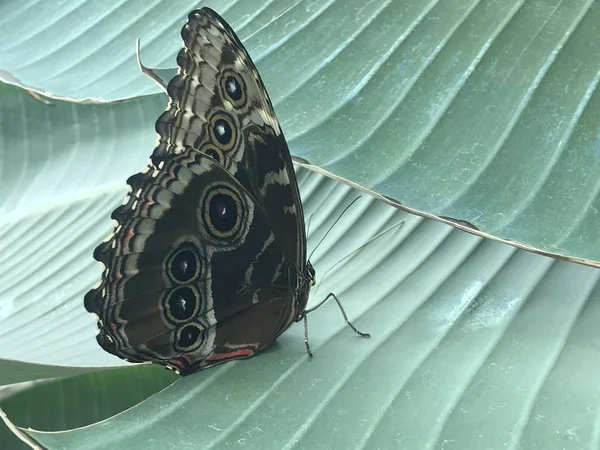 Febrero 2019 Konya Turkey Konya Tropical Butterfly Garden Jardín Que —  Fotos de Stock